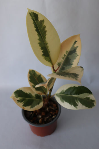 Close-up of Ficus Tineke leaves showing cream, green, and pink variegation.